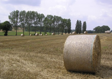 PAŠARŲ RULONAVIMO TINKLAS