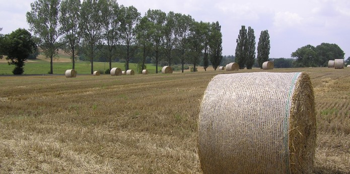 PAŠARŲ RULONAVIMO TINKLAS